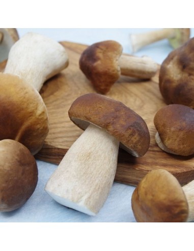 Boletus