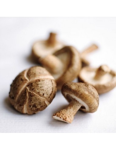 Shitake