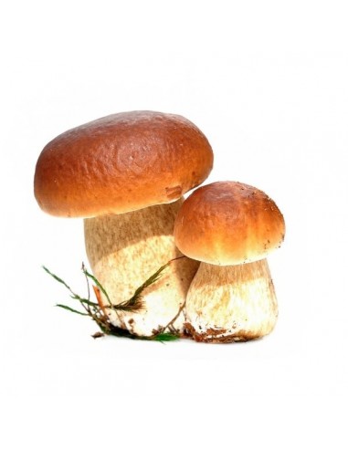 Boletus
