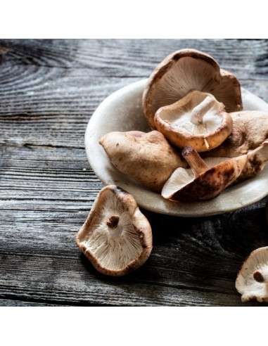Shitake